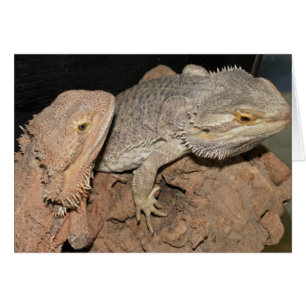 Bartete Drachen