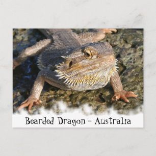Bartete Dragon-Serie Postkarte