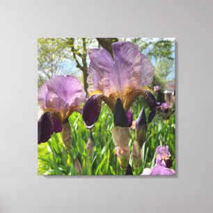 Bartete Iris Blume Leinwanddruck