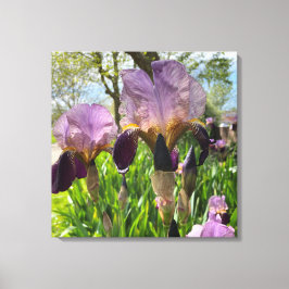 Bartete Iris Blume Leinwanddruck