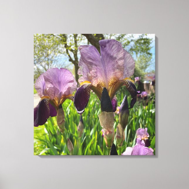 Bartete Iris Blume Leinwanddruck (Vorderseite)