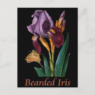 Bartete Iris-Blume Postkarte