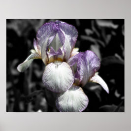 Bartete Iris-Blume - Teilfarbigkeit Poster