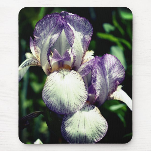 Bartete Iris Pair-Blume Mousepad (Vorne)