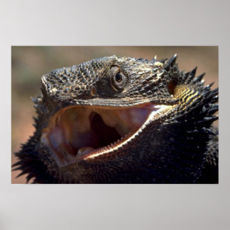 Barteter Drache, Australien Poster