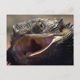 Barteter Drache, Australien Postkarte