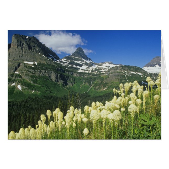 Bartgrass bei Logan Pass, Gacier National (Vorderseite (Horizontal))