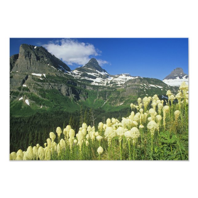 Bartgrass bei Logan Pass, Gacier National Fotodruck (Vorne)