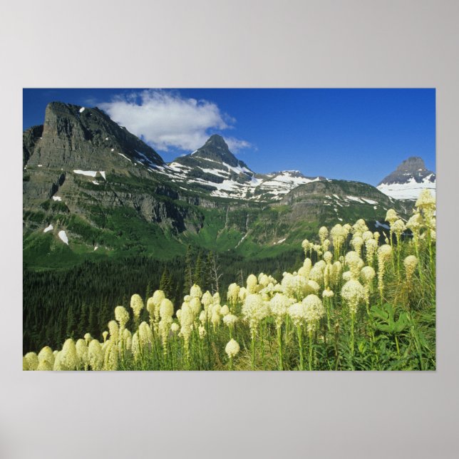 Bartgrass bei Logan Pass, Gacier National Poster (Vorne)