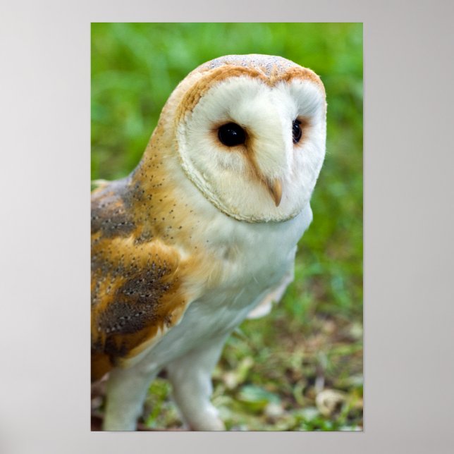 Bartholzposter Poster (Vorne)