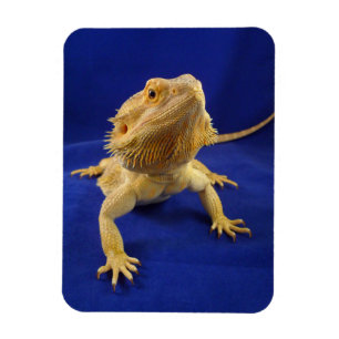 Bärtiger Drache auf Blau Magnet