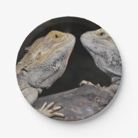 Bärtiger Drache