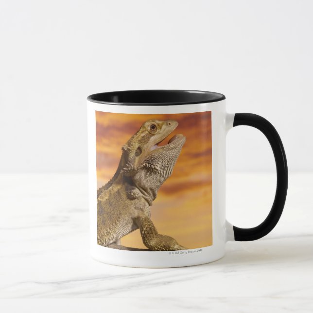 Bärtiger Drache (Pogona Vitticeps) auf Felsen, Tasse (Rechts)