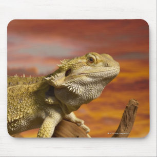 Bärtiger Drache (Pogona Vitticeps) auf Mousepad
