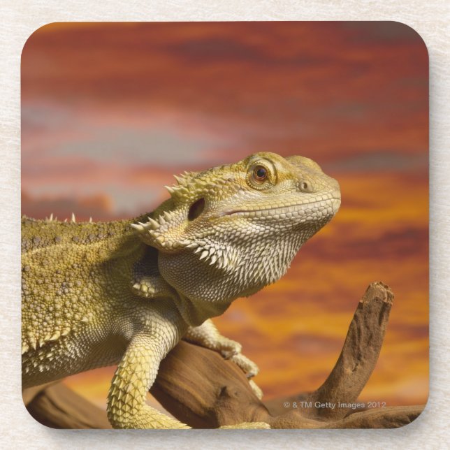 Bärtiger Drache (Pogona Vitticeps) auf Untersetzer (Vorderseite)