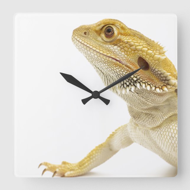 Bärtiger Drache (Pogona Vitticeps) Quadratische Wanduhr (Vorderseite)