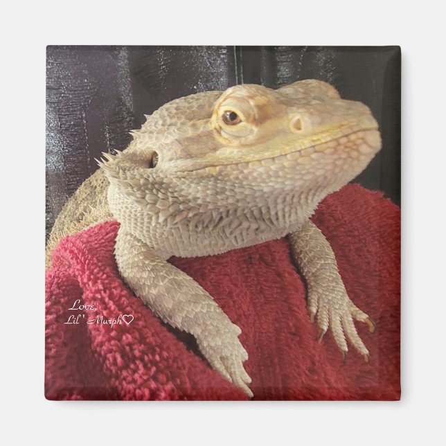 Bärtiger Drache Schwarz und Rot Kariert Magnet (Vorne)