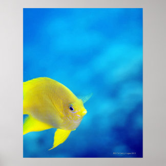Bartlett-Anthias Poster