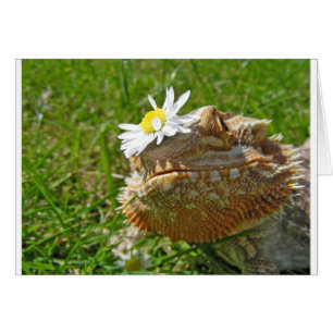 Bartondrache