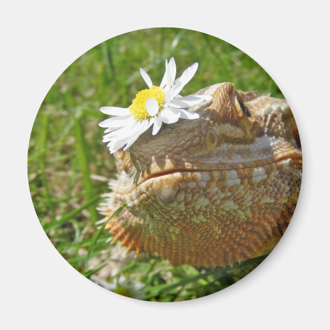 Bartondrache Magnet (Vorne)