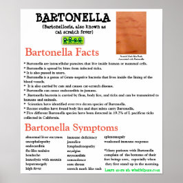 Bartonella Information Factsheet Poster