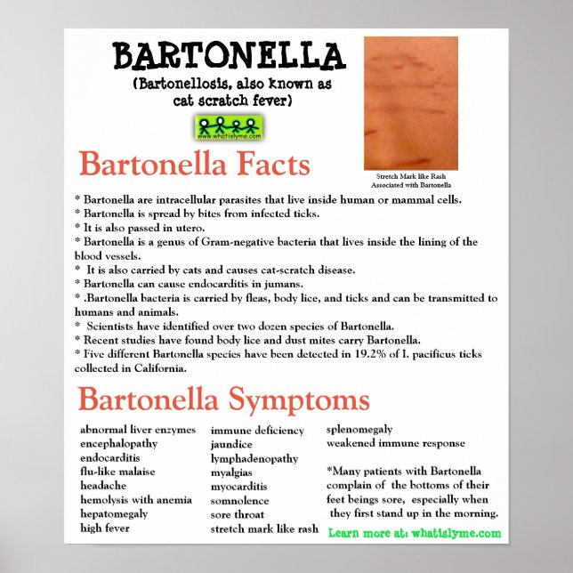 Bartonella Information Factsheet Poster (Vorne)