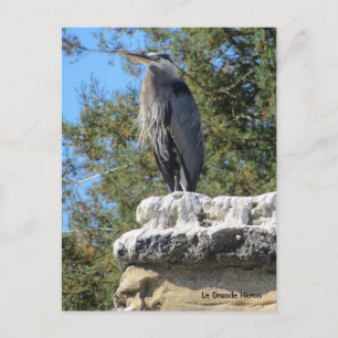 Bartreiher Postkarte