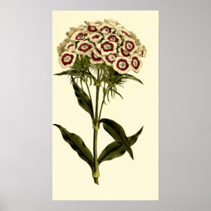 Bartrosa oder Sweet William Poster