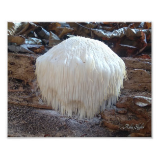 Barttooth Fungus Fotodruck