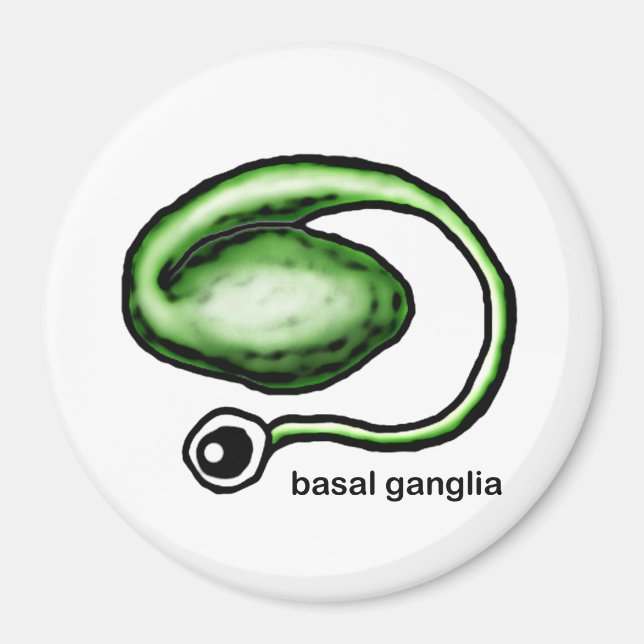 Basal Ganglia Magnet (Vorne)