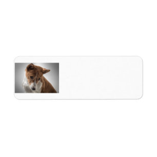 Basenji