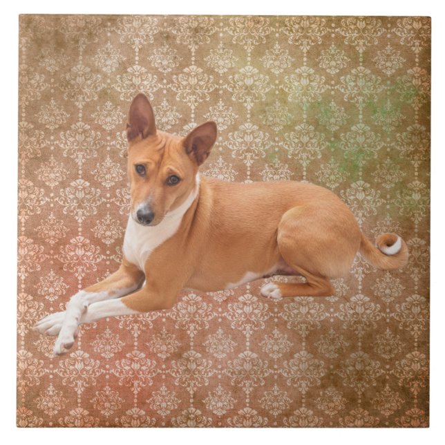 Basenji-Hund  Fliese (Vorderseite)