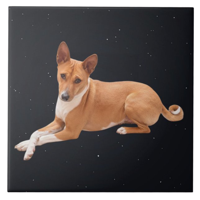 Basenji-Hund  Fliese (Vorderseite)