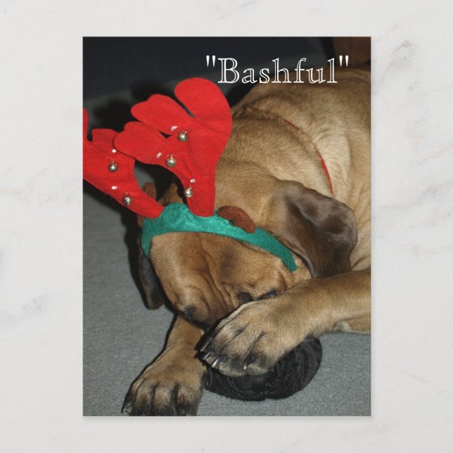 Bashful English Mastiff Hund mit Rentier Antler Postkarte (Vorderseite)