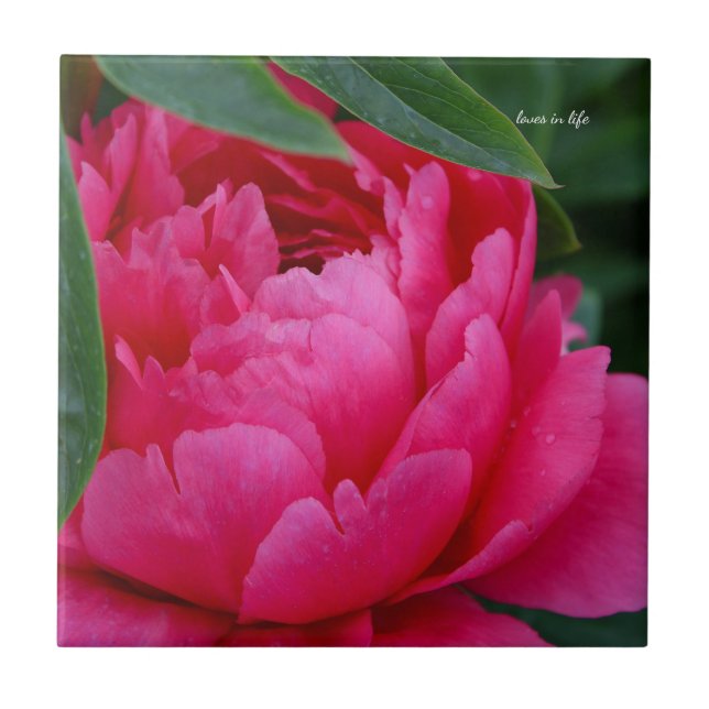 Bashful Pink Peony Fliese (Vorderseite)