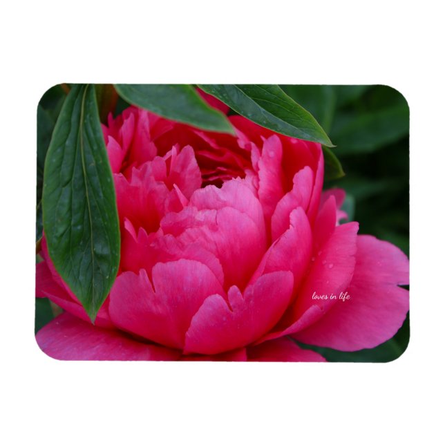 Bashful Pink Peony Magnet (Horizontal)