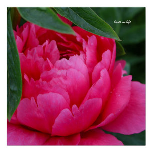 Bashful Pink Peony Poster