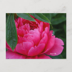 Bashful Pink Peony Postkarte