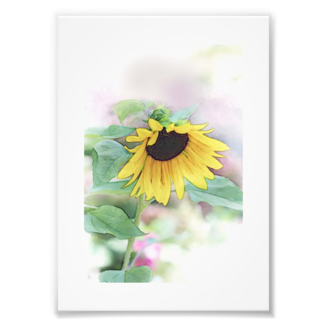 'Bashful Sunflower' Fotodruck (Vorne)