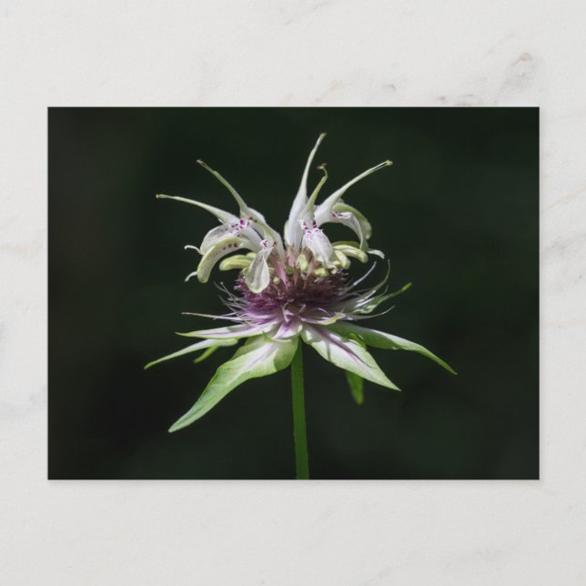 Basil Bee Balm White Bergamot Wildblume Postkarte (Vorderseite)