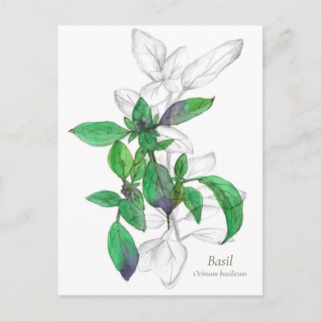 Basil Cooking Herb Illustration Postkarte (Vorderseite)