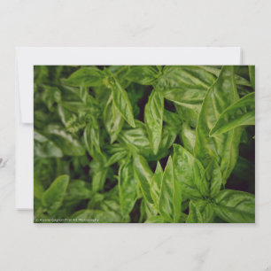 Basil Fine Art Ankündigung