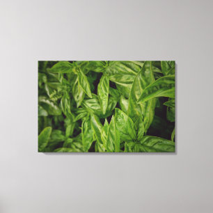 Basil Fine Art Leinwanddruck