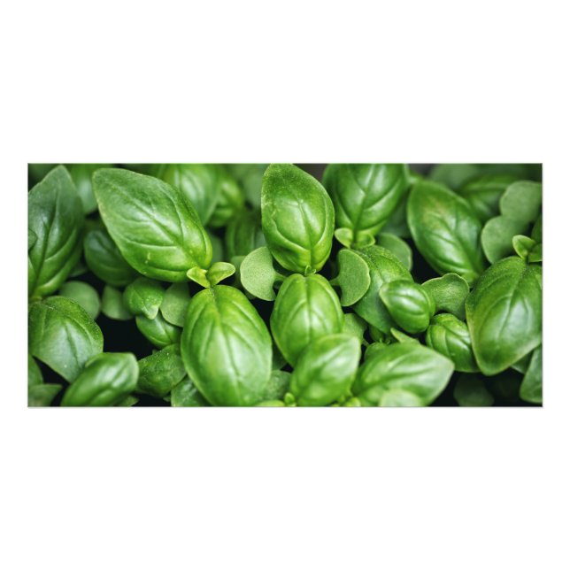 Basil Herb Foto Print (Vorne)