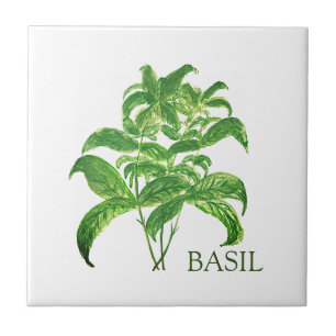 Basil Herb Grüne Küche Kulinarisches Grün Fliese