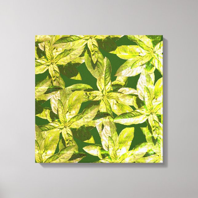 Basil Herb, Küche Kunst, überzogene Canvas Leinwanddruck (Vorderseite)