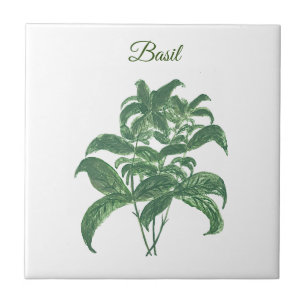 Basil Kräuter Grün Küchen Grünpflanze Fliese