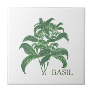 Basil Kräuter Grün Küchen Kulinarik Grün Fliese