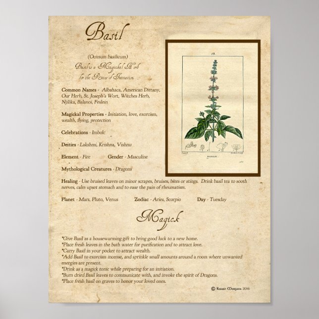 BASIL MAGICK HERB POSTER (Vorne)