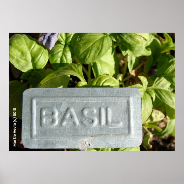 Basil Poster (Vorne)